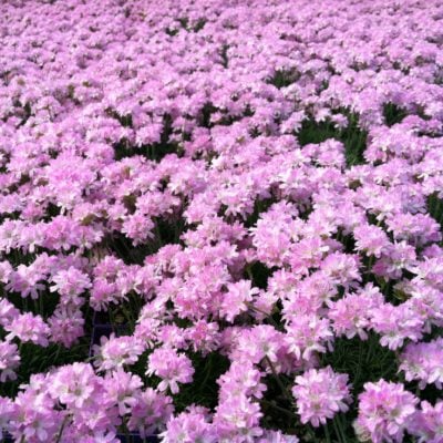 Armeria maritima 'Victor Reiter' - Sea Thrift (3.5" Pot)