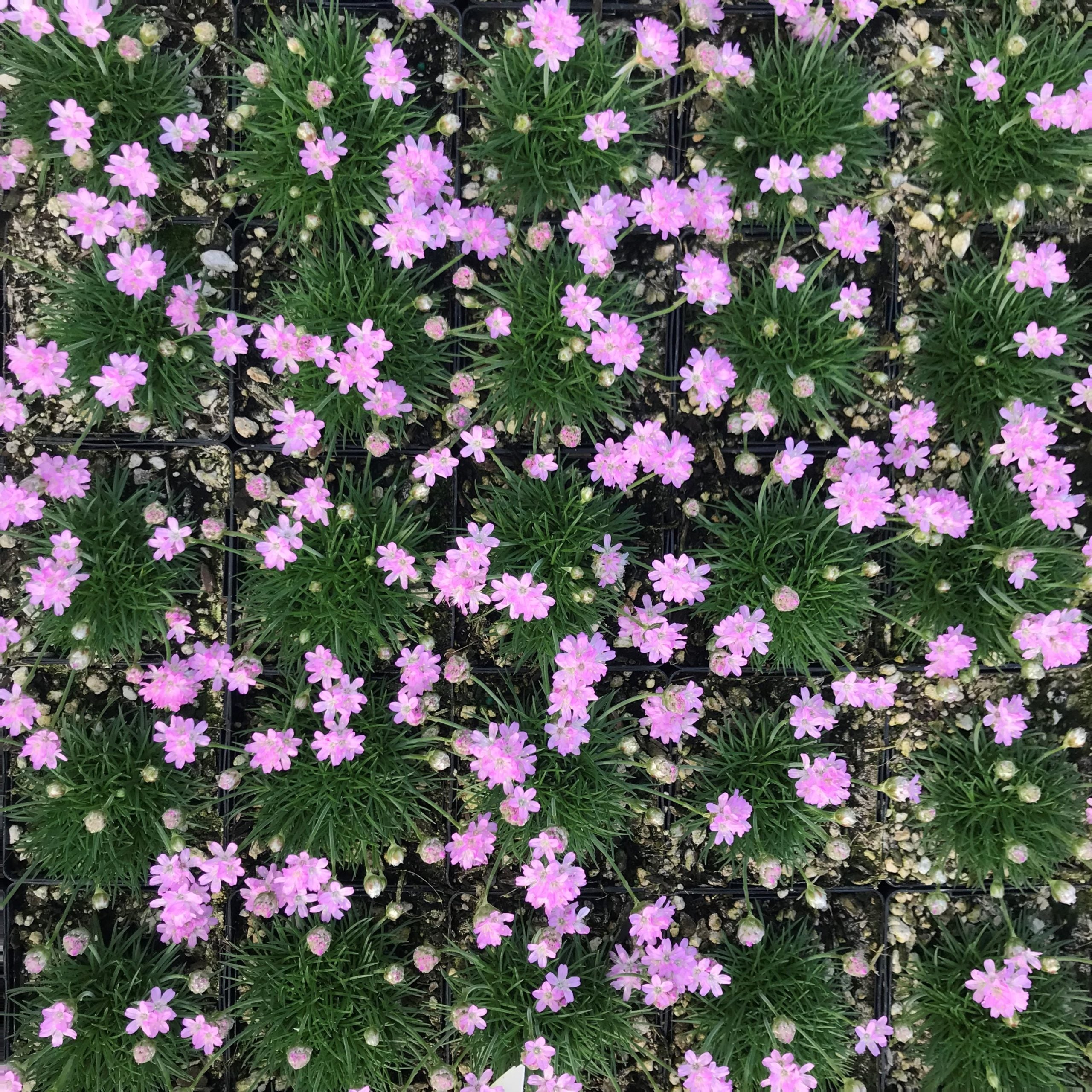 Armeria maritima 'Victor Reiter' - Sea Thrift (3.5" Pot) - Image 4