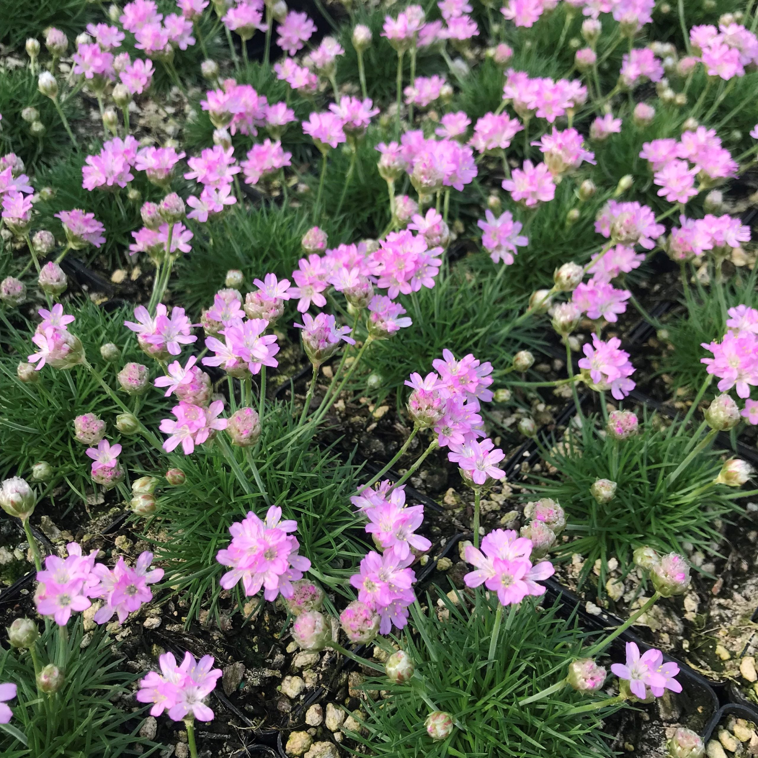 Armeria maritima 'Victor Reiter' - Sea Thrift (3.5" Pot) - Image 3