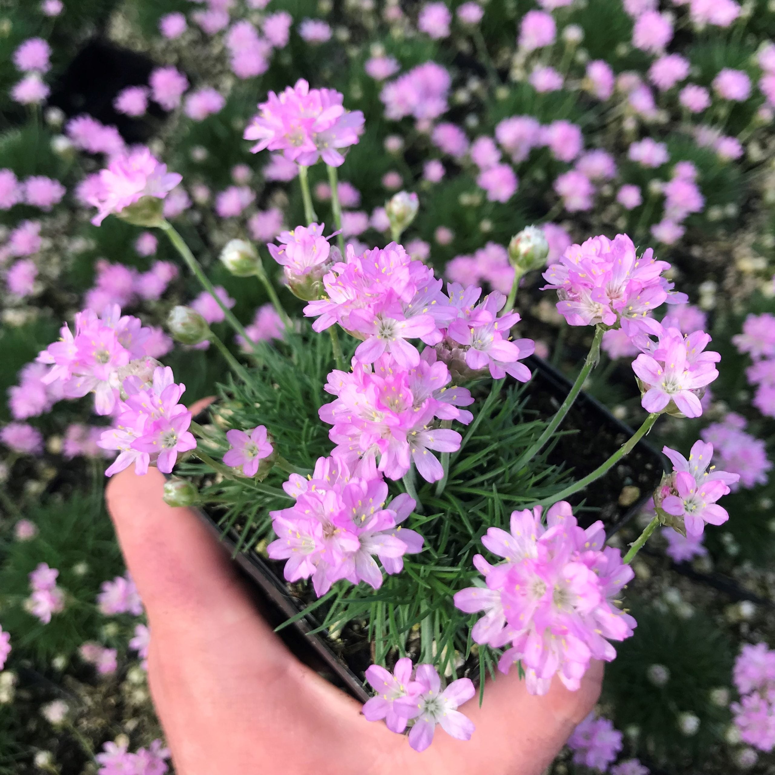 Armeria maritima 'Victor Reiter' - Sea Thrift (3.5" Pot) - Image 2