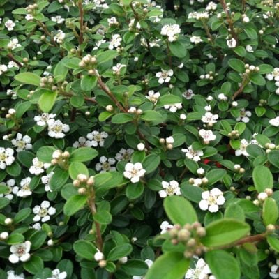 Cotoneaster dammeri 'Coral Beauty' - Bearberry (3.5" Pot)