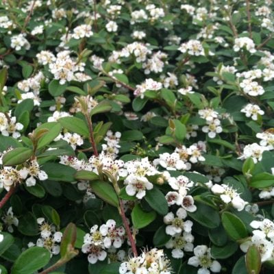 Cotoneaster dammeri 'Lowfast' (3.5" Pot)