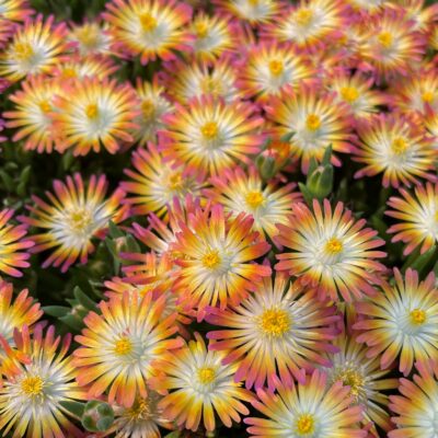Delosperma 'Jewel of Desert Ruby' USPP #23,453 - Ice Plant (3.5" Pot)