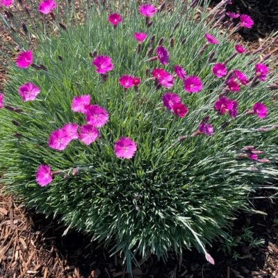 Dianthus gratianopolitanus 'Firewitch' - Cheddar Pinks (3.5" Pot)