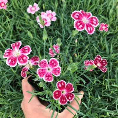 Dianthus x 'Spotty' - Cheddar Pinks (3.5" Pot)