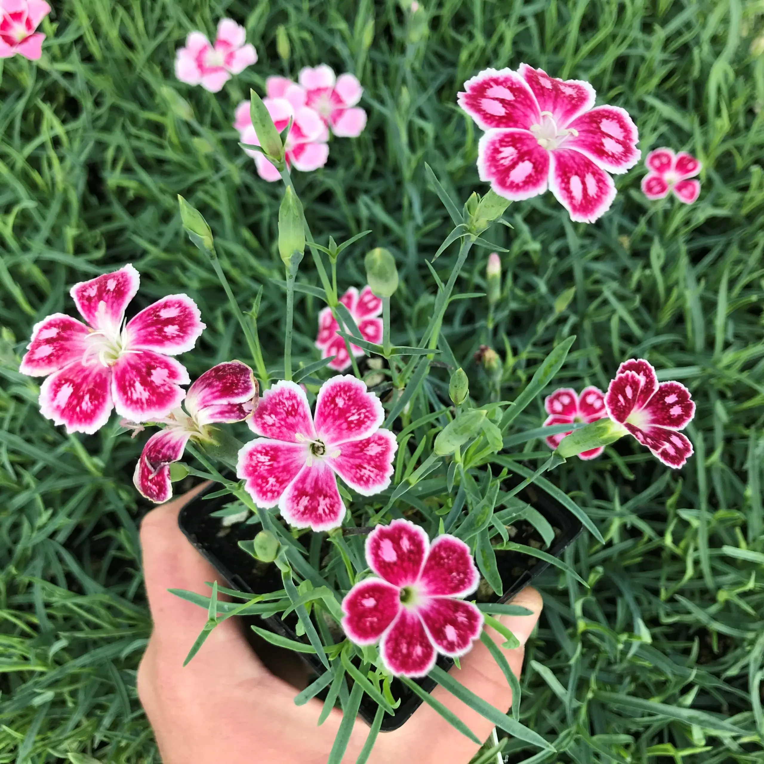 Dianthus x 'Spotty' - Cheddar Pinks (3.5