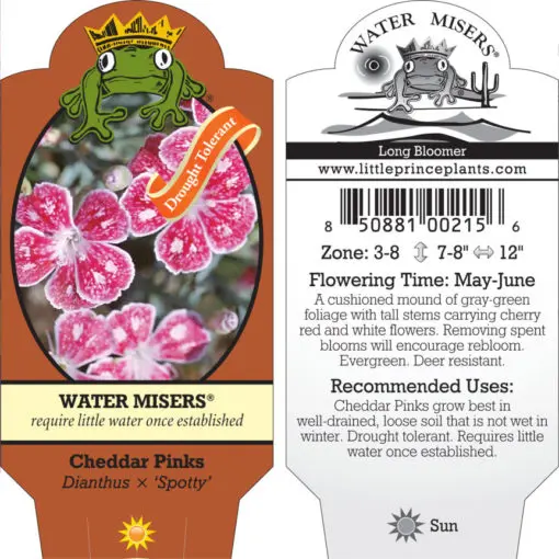 Dianthus x 'Spotty' - Cheddar Pinks (3.5