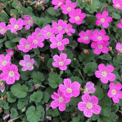 Erodium reichardii 'Bishop's Form' - Storksbill (3.5" Pot)