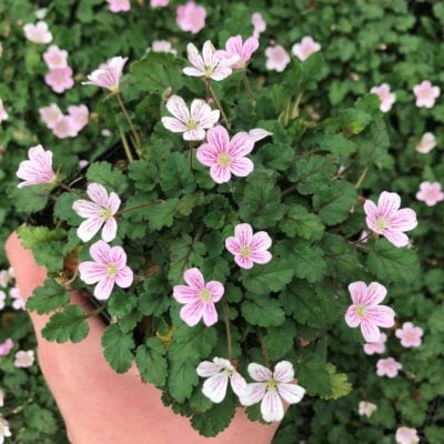 Erodium reichardii 'Charm' - Storksbill (3.5" Pot)