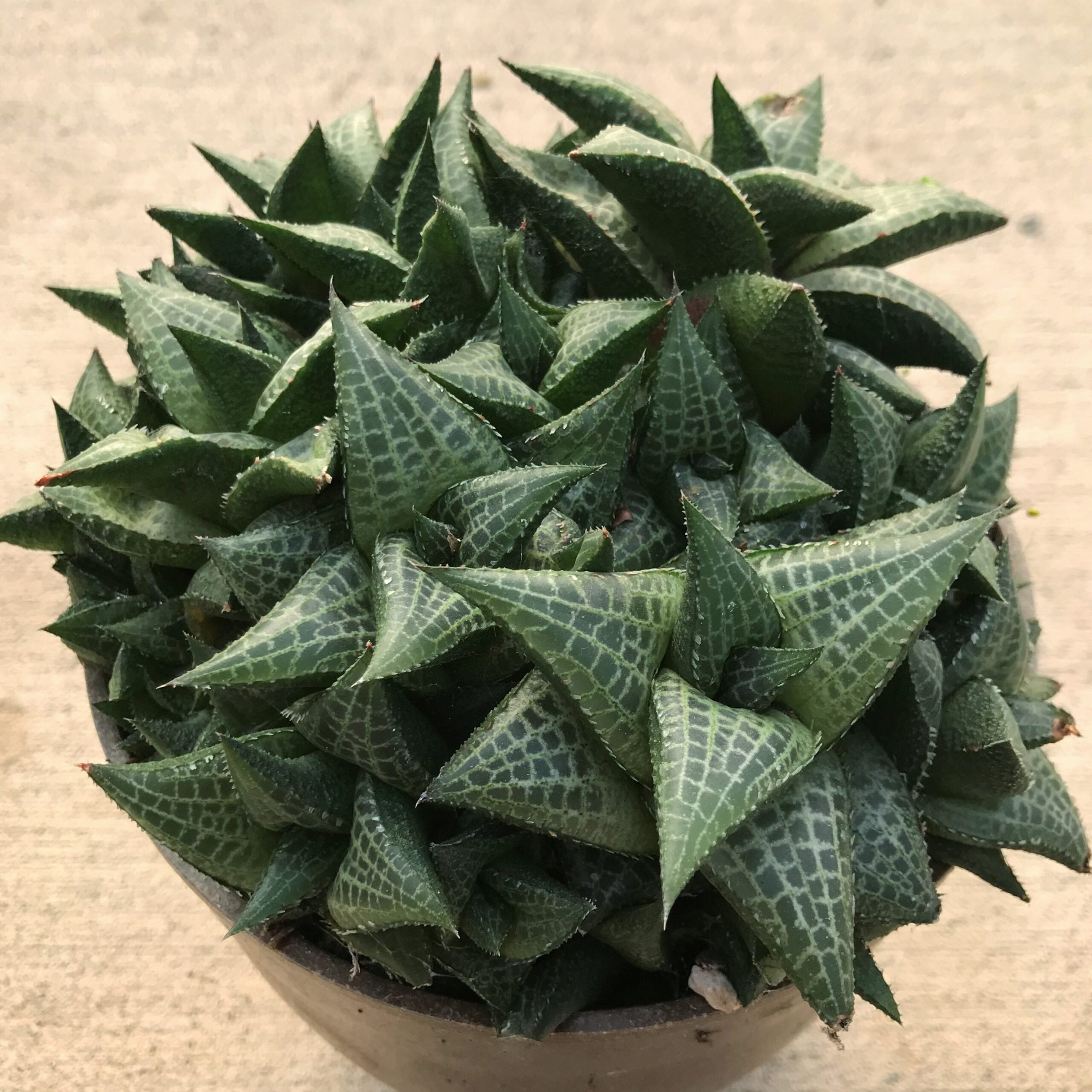 Haworthia tessellata - Alligator Plant (2" Pot) - Image 7