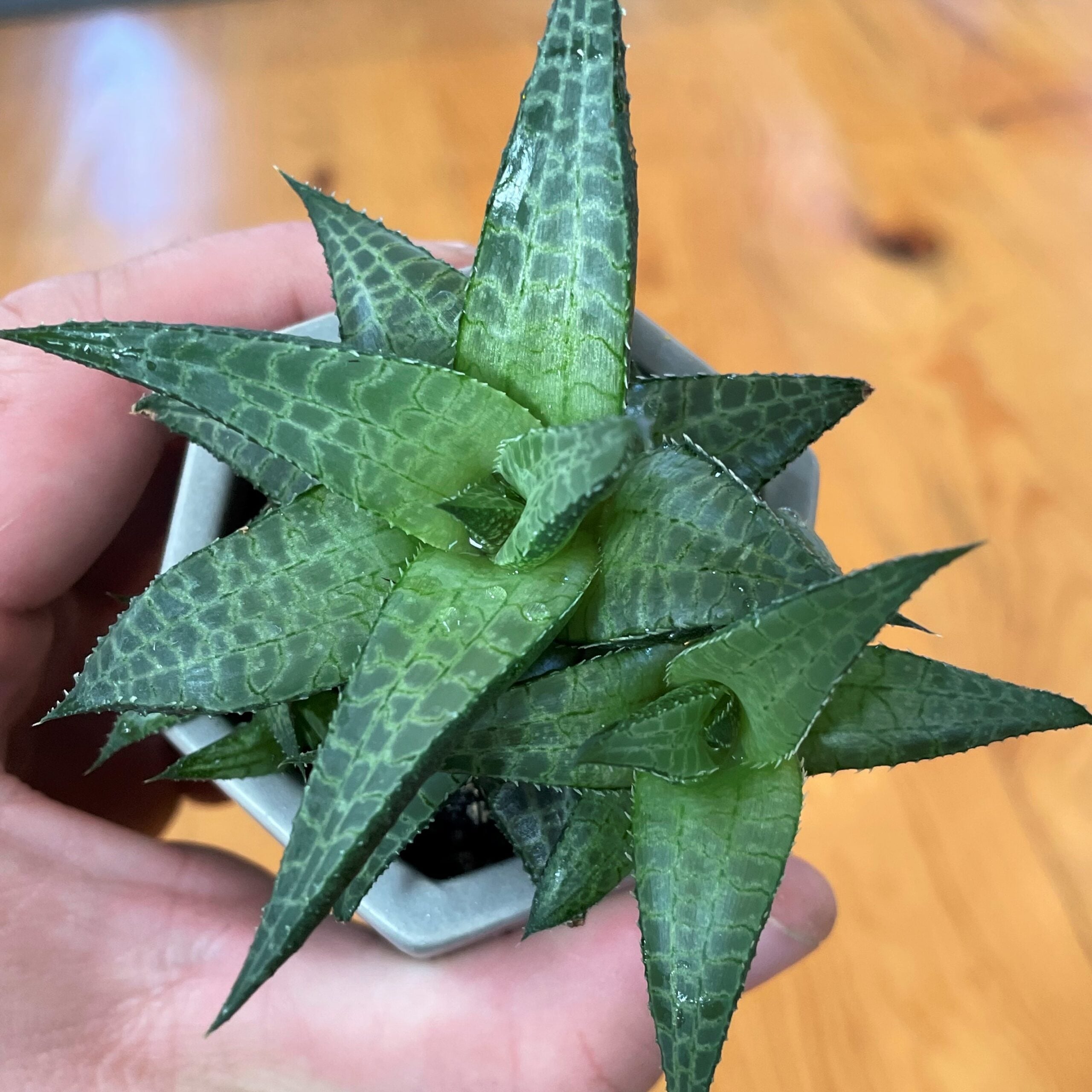 Haworthia tessellata - Alligator Plant (2" Pot) - Image 3