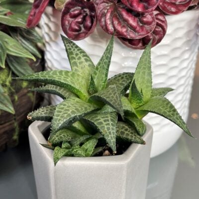 Haworthia tessellata - Alligator Plant (2" Pot)