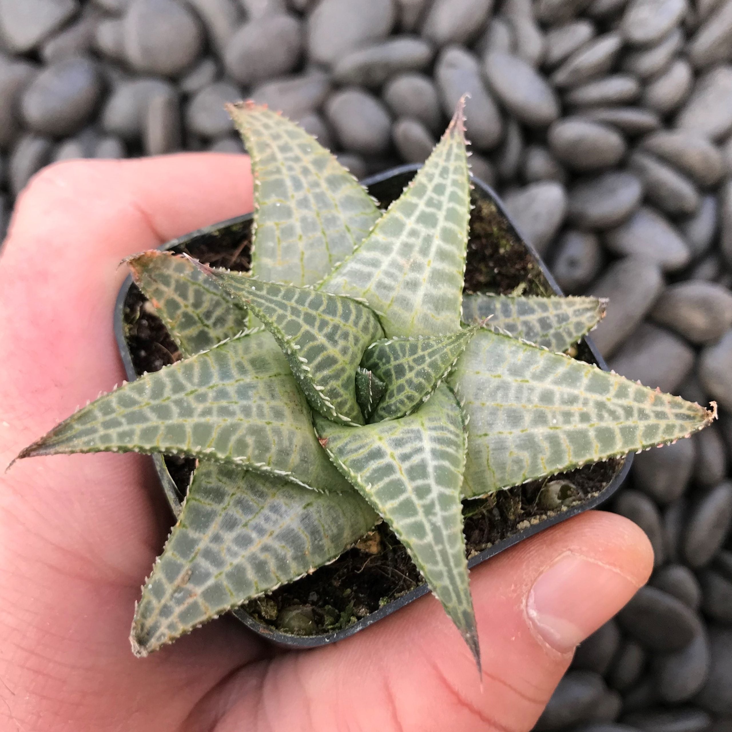Haworthia tessellata - Alligator Plant (2" Pot) - Image 4