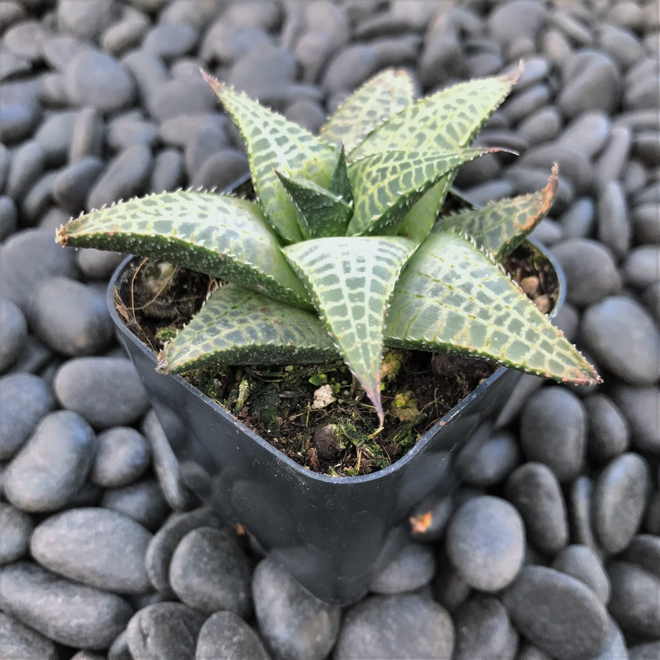 Haworthia tessellata - Alligator Plant (2" Pot) - Image 5