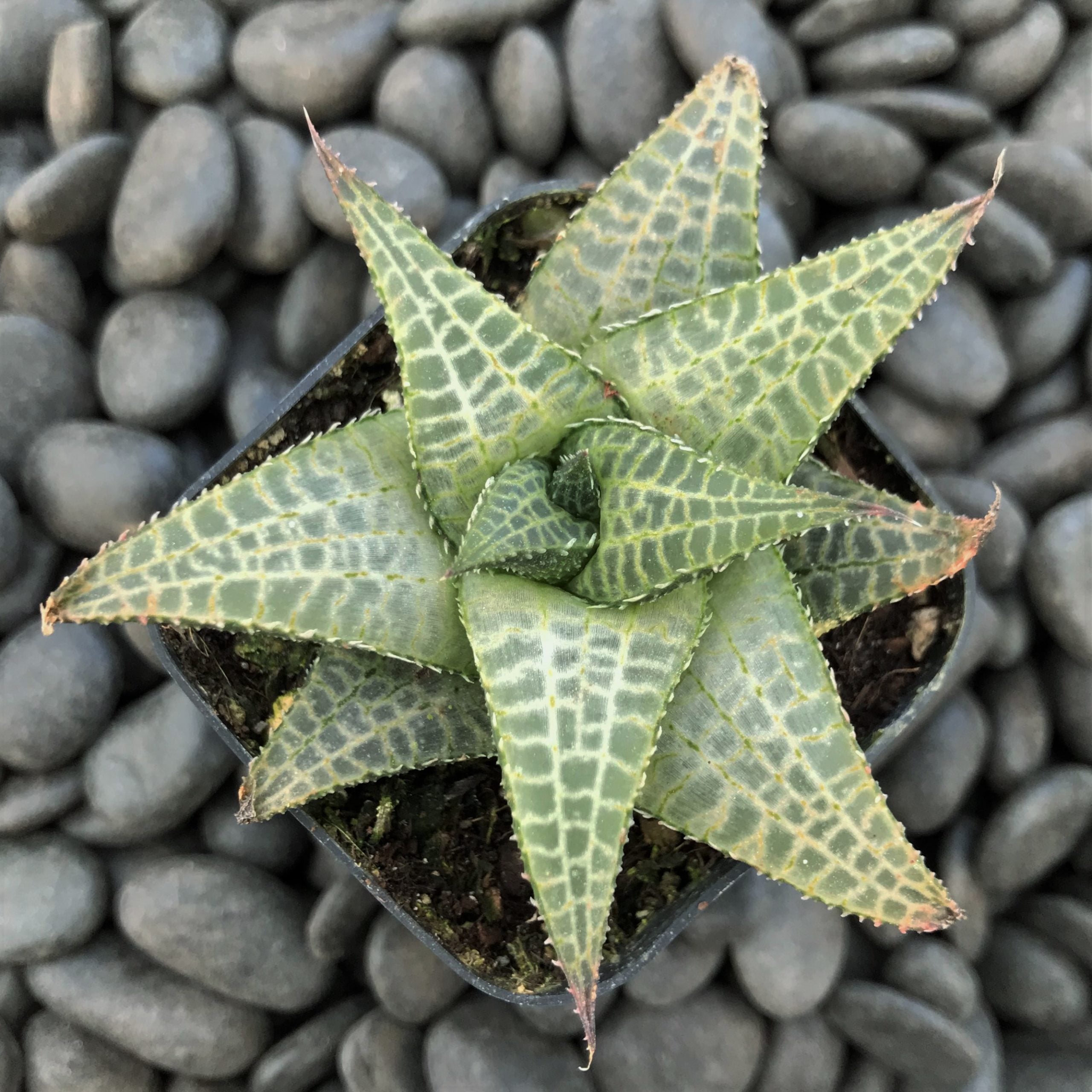 Haworthia tessellata - Alligator Plant (2" Pot) - Image 6