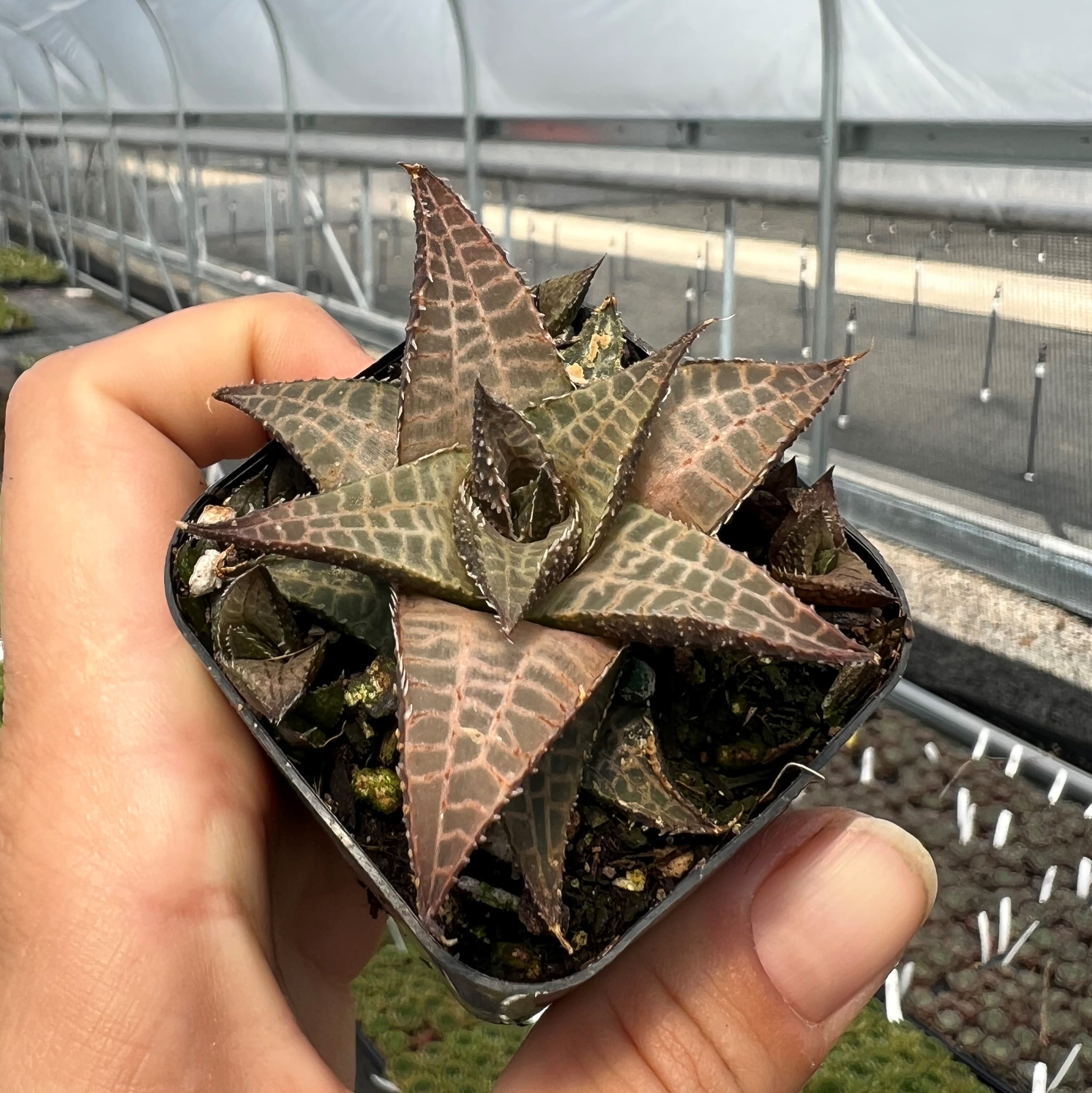 Haworthia tessellata - Alligator Plant (2" Pot) - Image 2