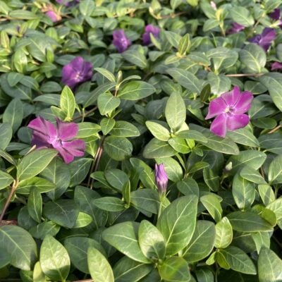 Vinca minor 'Atropurpurea' - Wine Periwinkle (3.5" Pot)