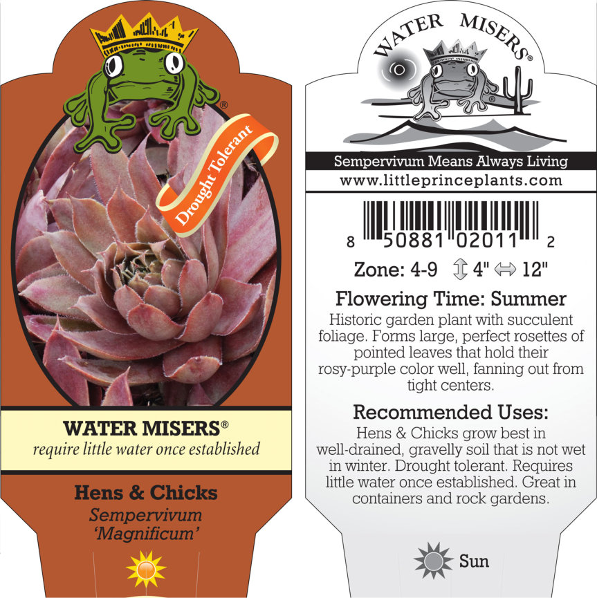 Sempervivum 'Magnificum' - Hens & Chicks (3.5" Pot) - Image 6