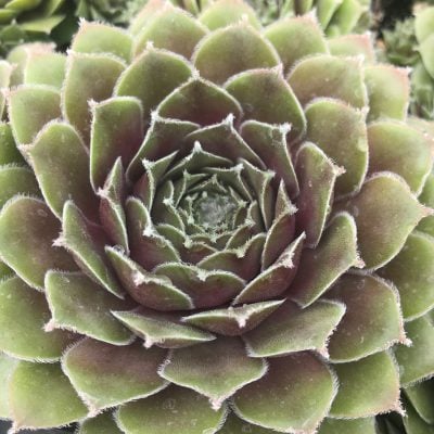 Sempervivum 'Moss Rose' - Hens & Chicks (3.5" Pot)