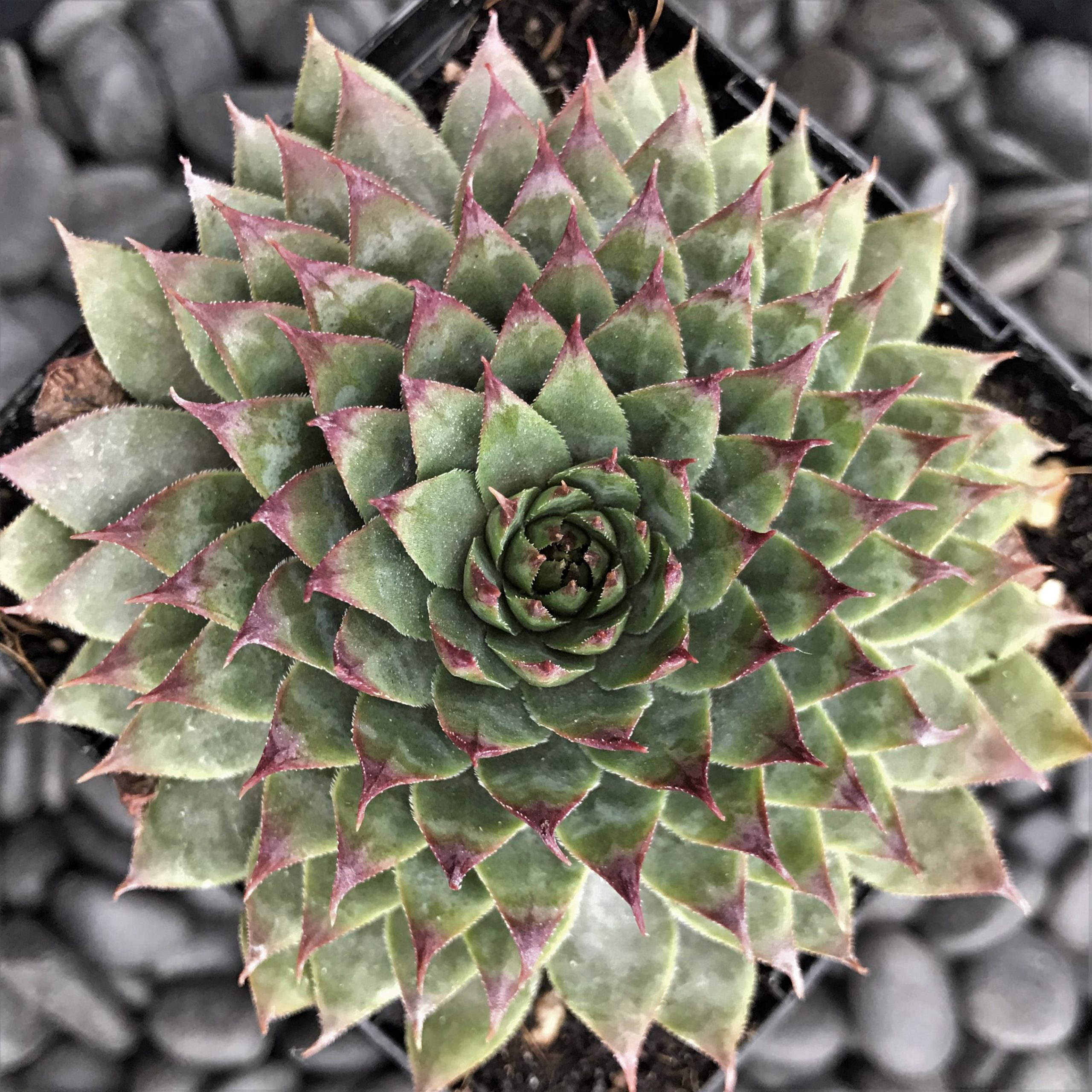 Sempervivum 'Red Beauty' - Hens & Chicks (3.5" Pot) - Image 3