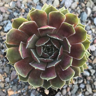 Sempervivum 'Ruby Heart' - Hens & Chicks (3.5" Pot)