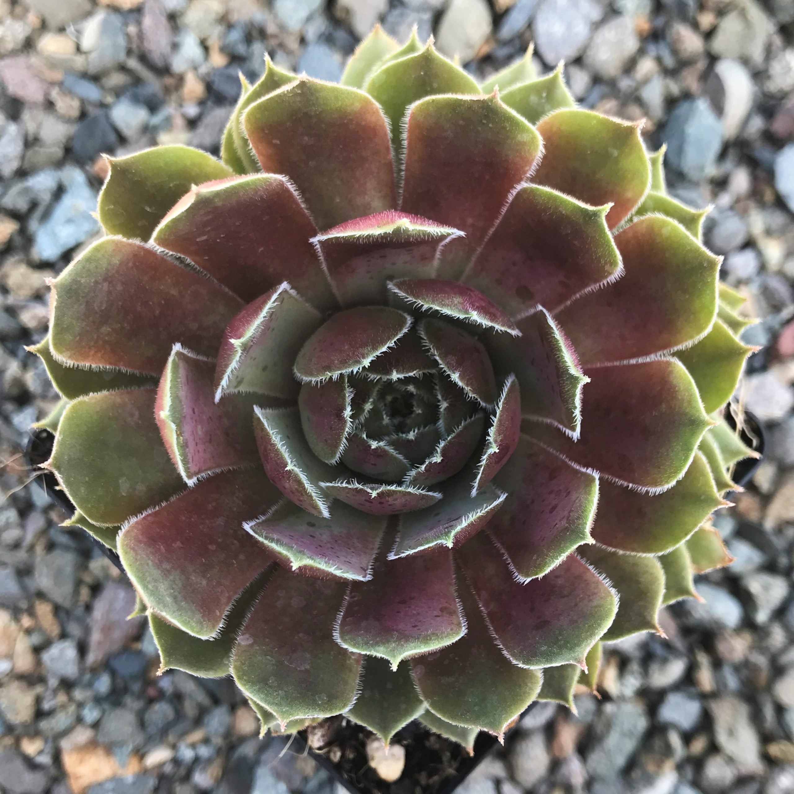 Sempervivum 'Ruby Heart' - Hens & Chicks (3.5" Pot)