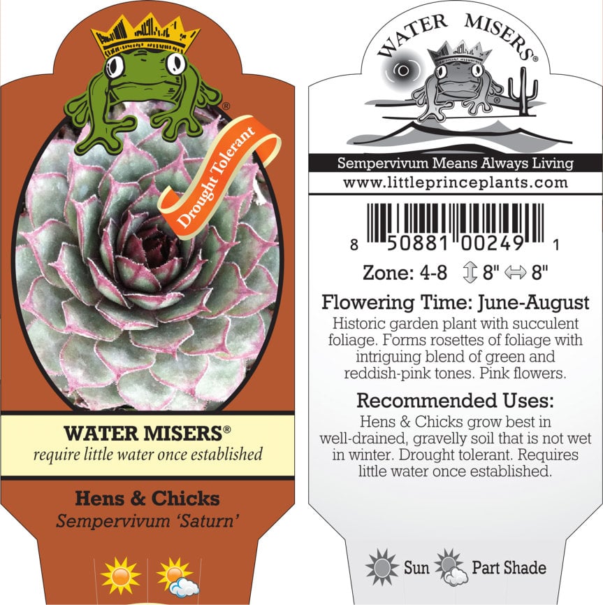 Sempervivum 'Saturn' - Hens & Chicks (3.5" Pot) - Image 5