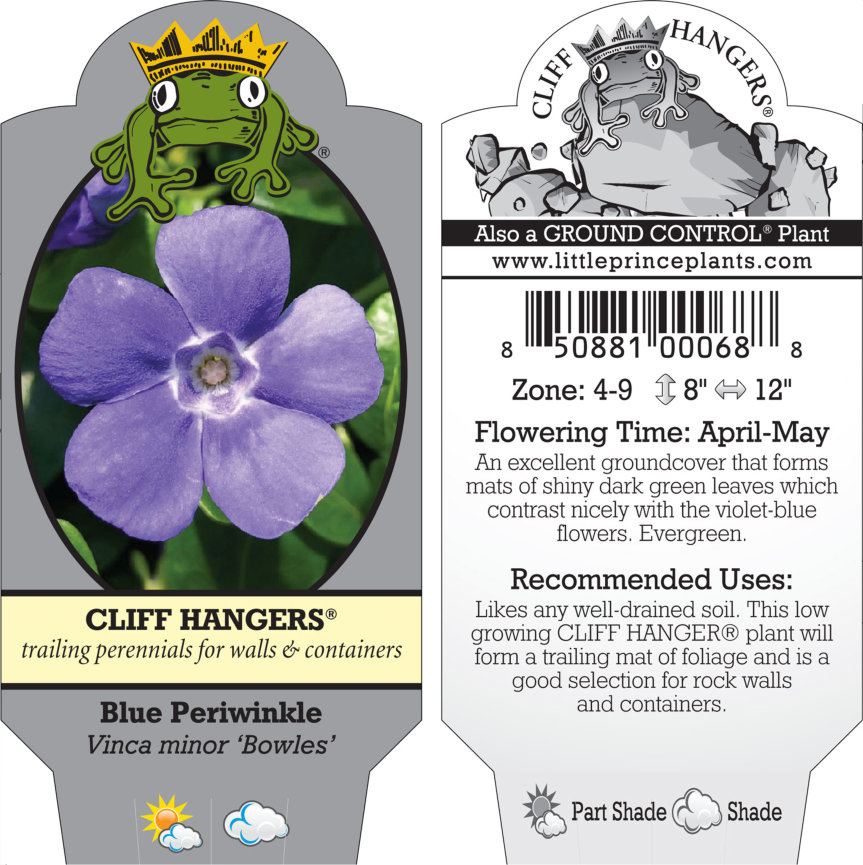 Vinca minor 'Bowles' - Blue Periwinkle (3.5" Pot) - Image 5
