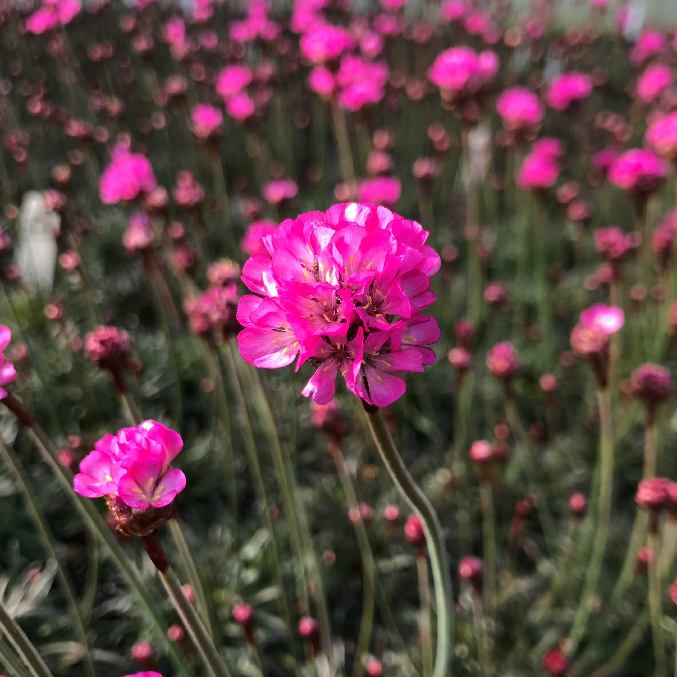 Armeria maritima 'Rubrifolia' - Sea Thrift (3.5" Pot) - Image 5