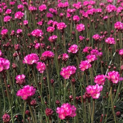 Armeria maritima 'Rubrifolia' - Sea Thrift (3.5" Pot)