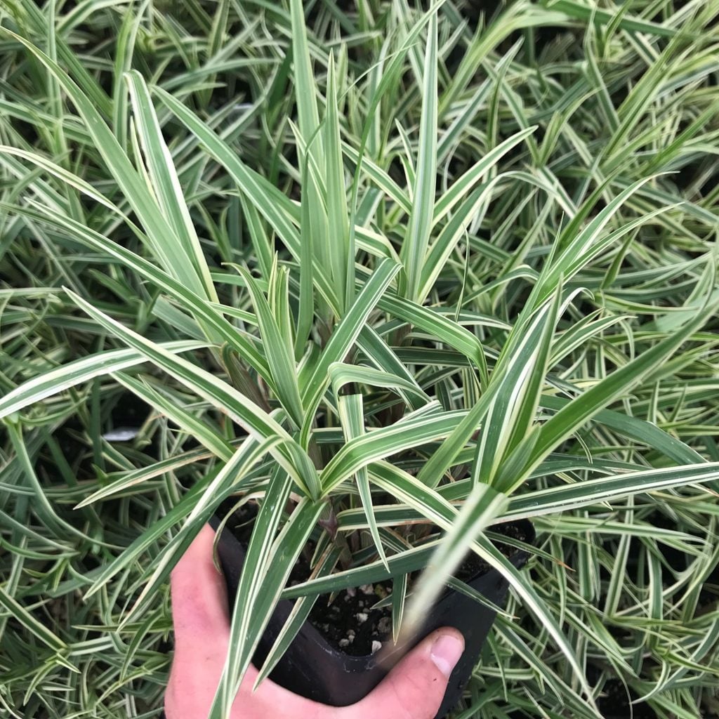 Carex phyllocephala 'Sparkler' - Sparkler Sedge (4.5