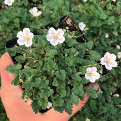 Erodium reichardii 'Alba' - White Alpine Geranium (3.5" Pot)