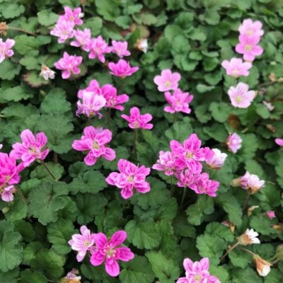 Erodium reichardii 'Flore Pleno' - Double Alpine Geranium (3.5" Pot)