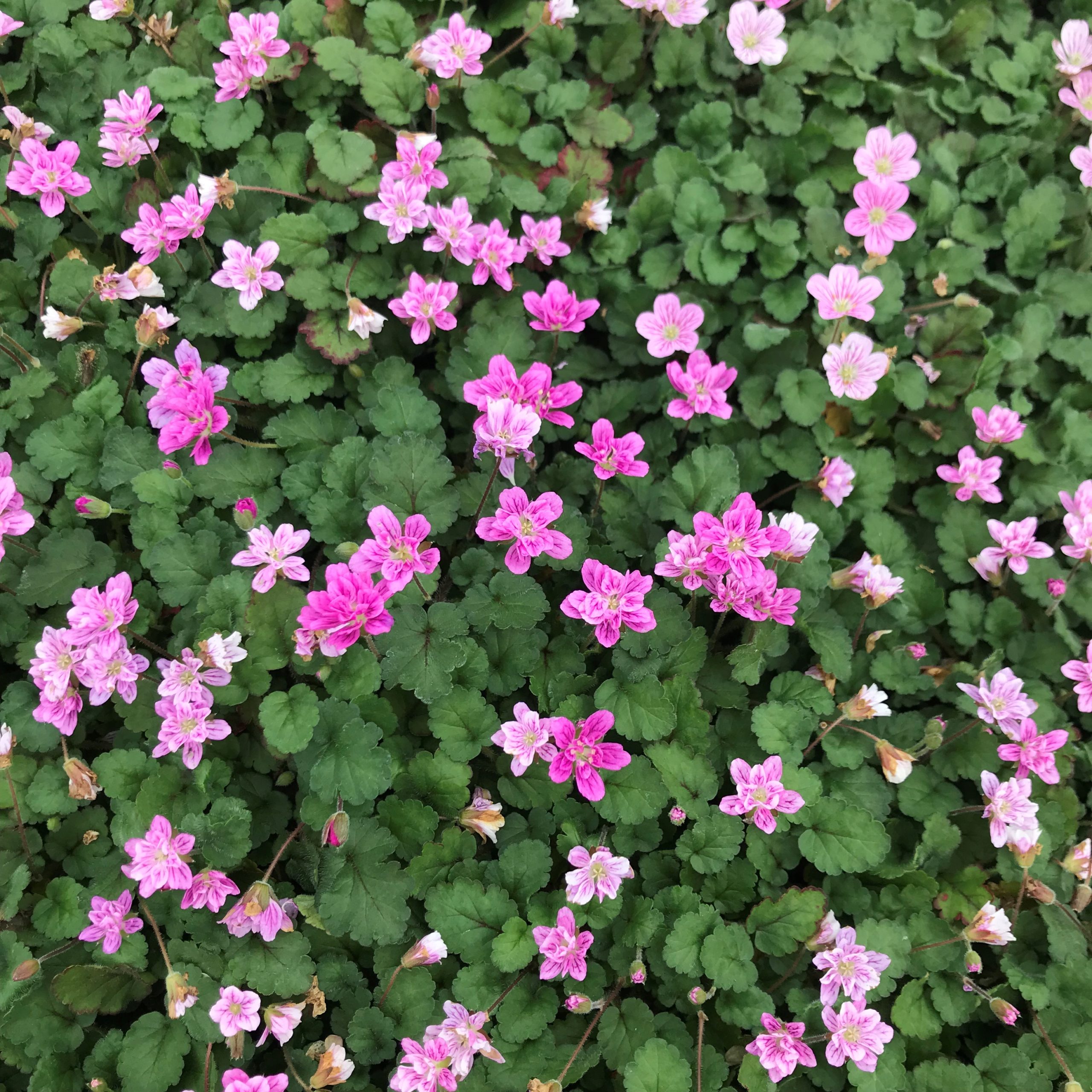 Erodium reichardii 'Flore Pleno' - Double Alpine Geranium (3.5" Pot) - Image 4