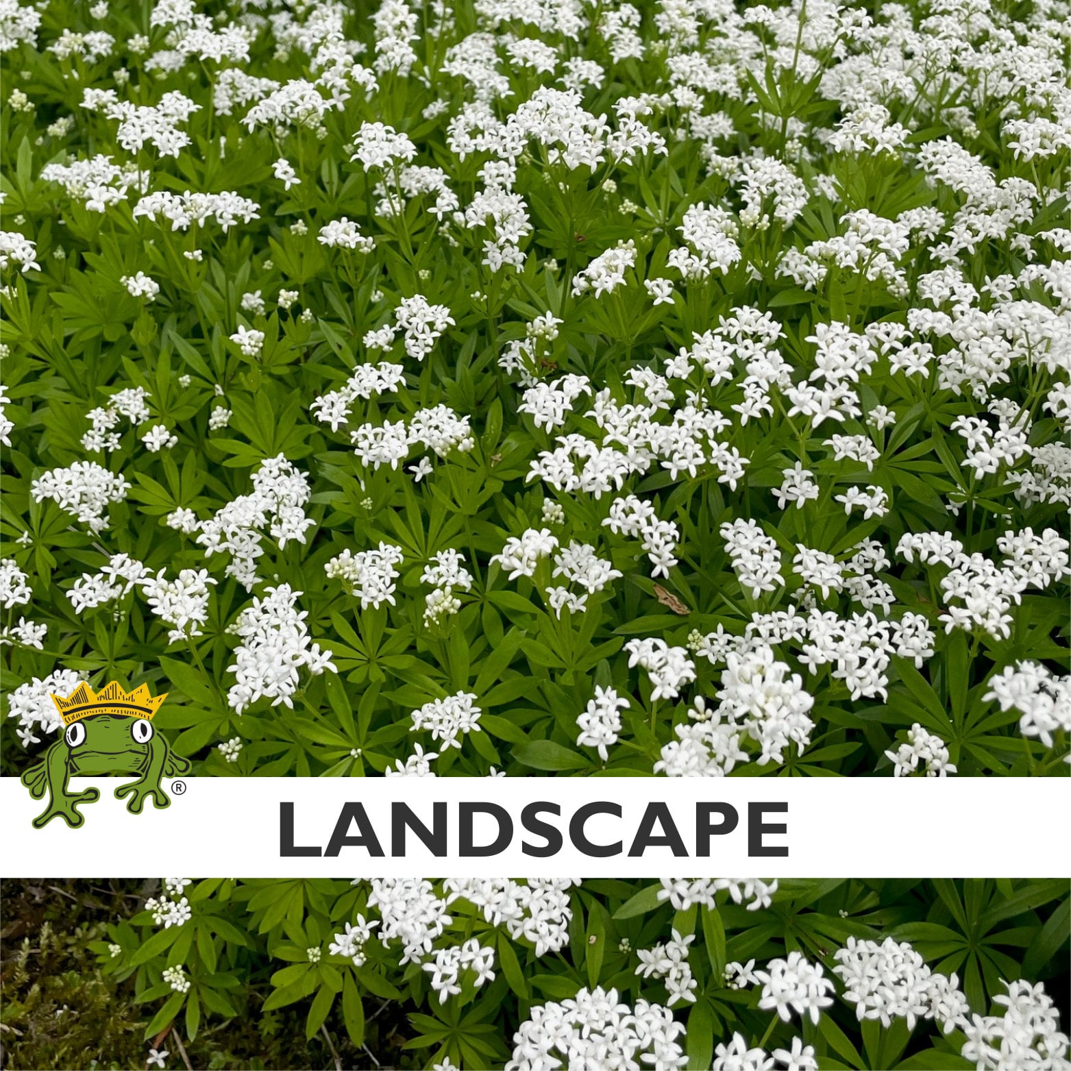 Galium odoratum - Sweet Woodruff (3.5" pot) - Image 7