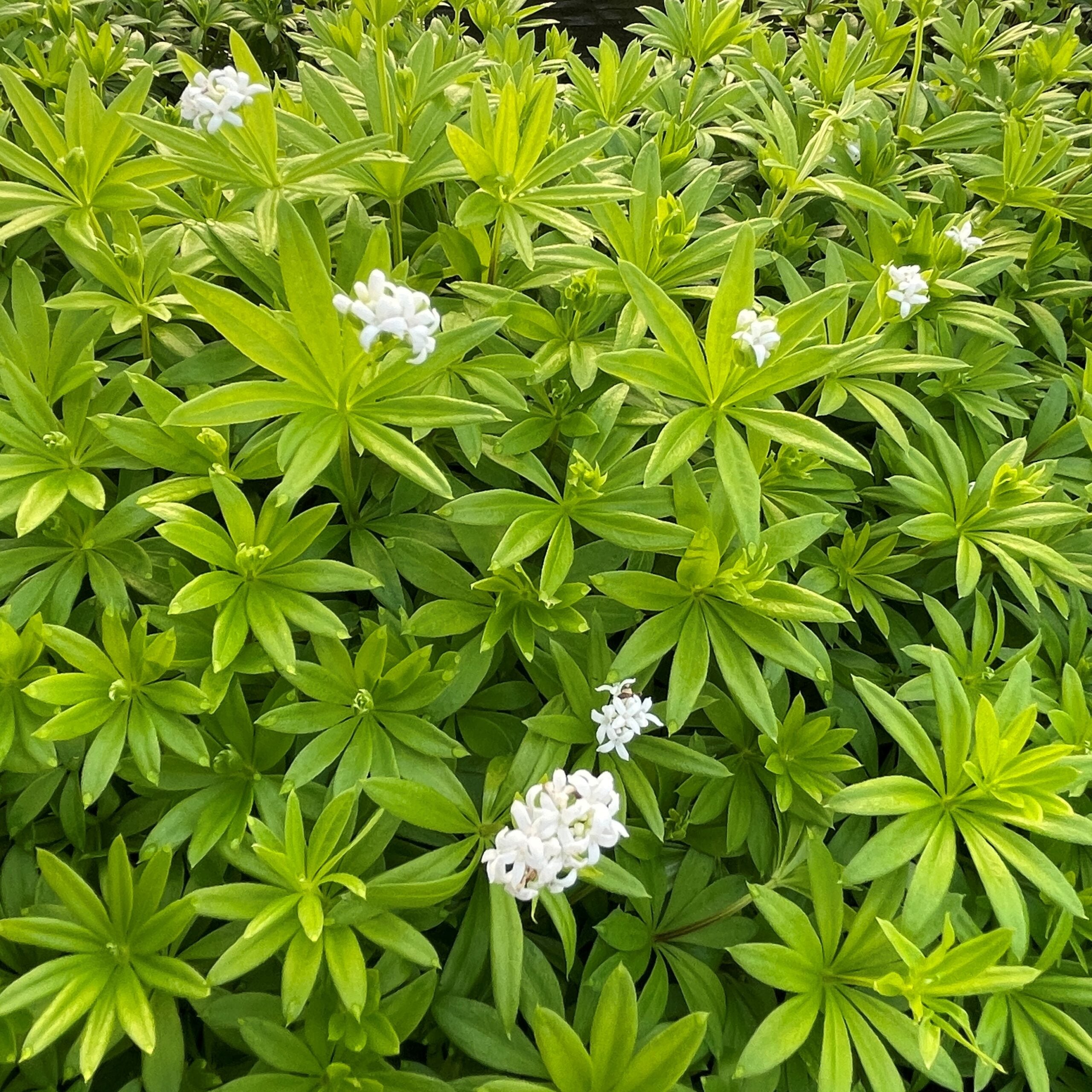 Galium odoratum - Sweet Woodruff (3.5" pot) - Image 3