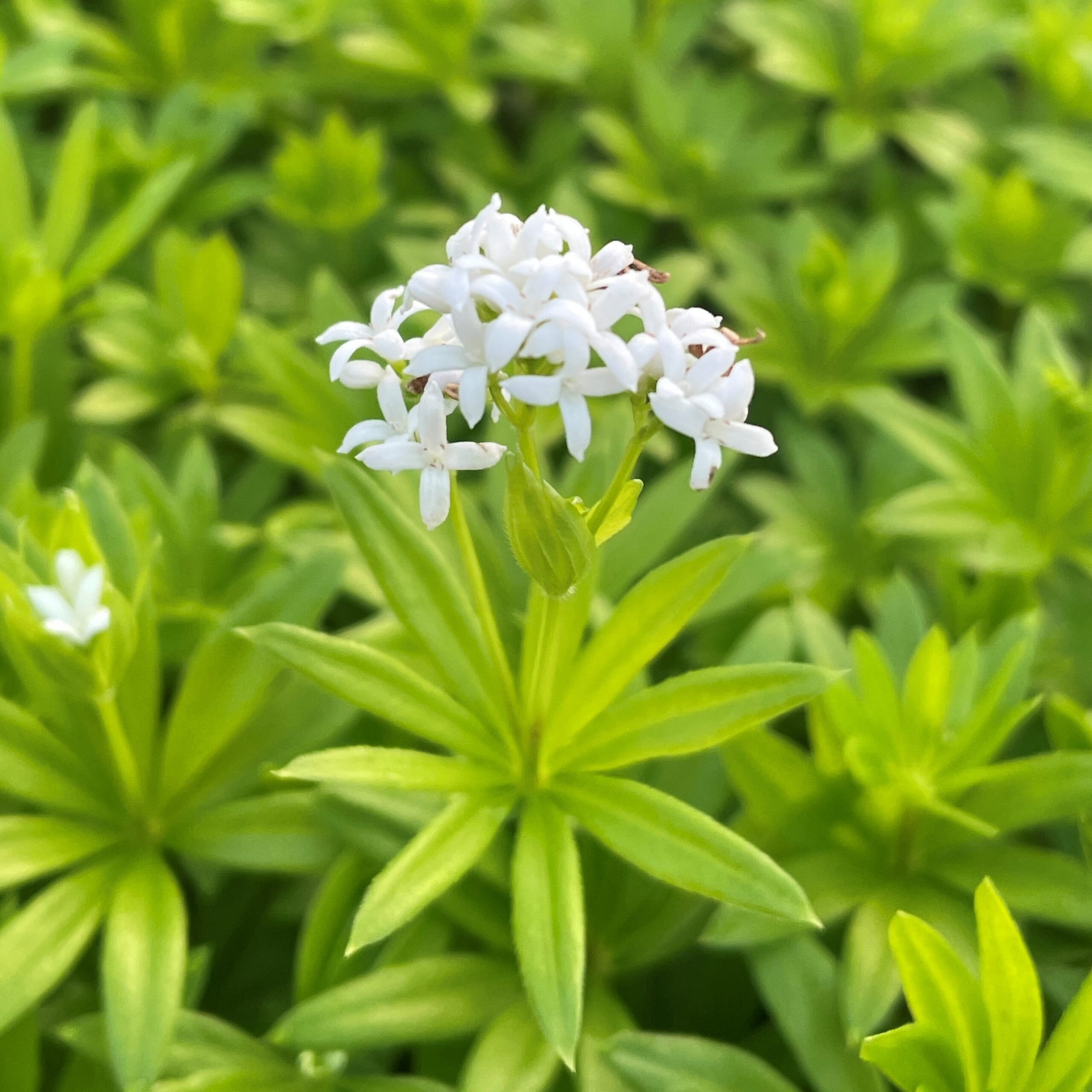 Galium odoratum - Sweet Woodruff (3.5" pot) - Image 2