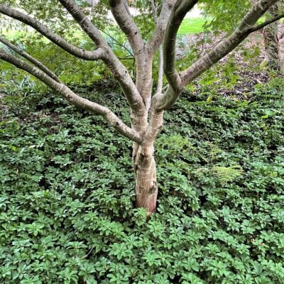 Pachysandra terminalis - Japanese Spurge (3.5" Pot)