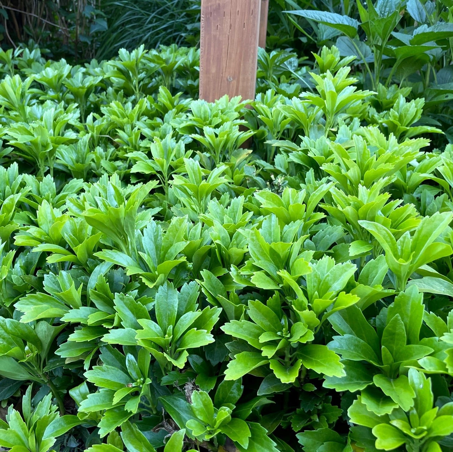 Pachysandra terminalis - Japanese Spurge (3.5" Pot) - Image 5