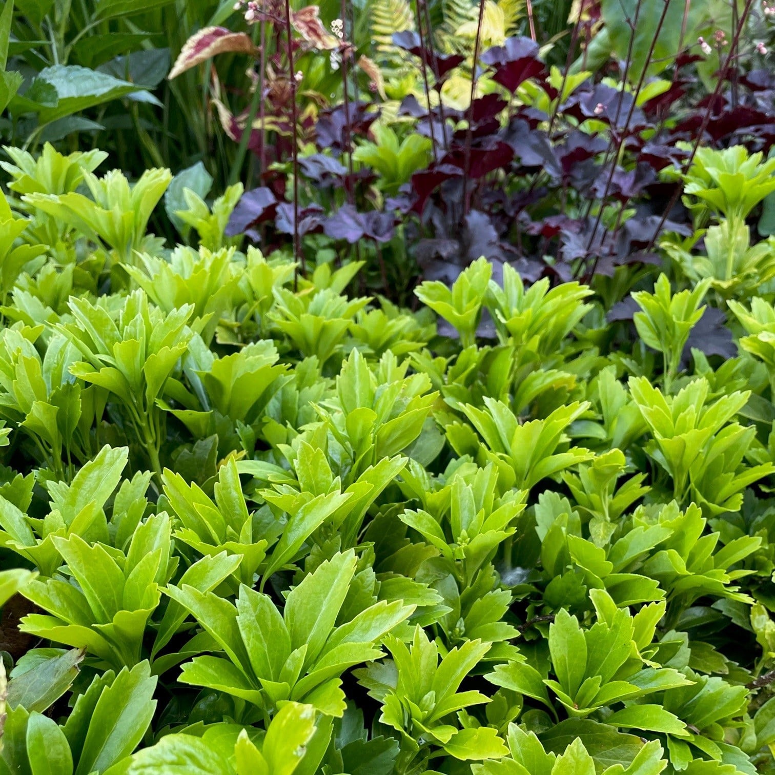 Pachysandra terminalis - Japanese Spurge (3.5" Pot) - Image 3