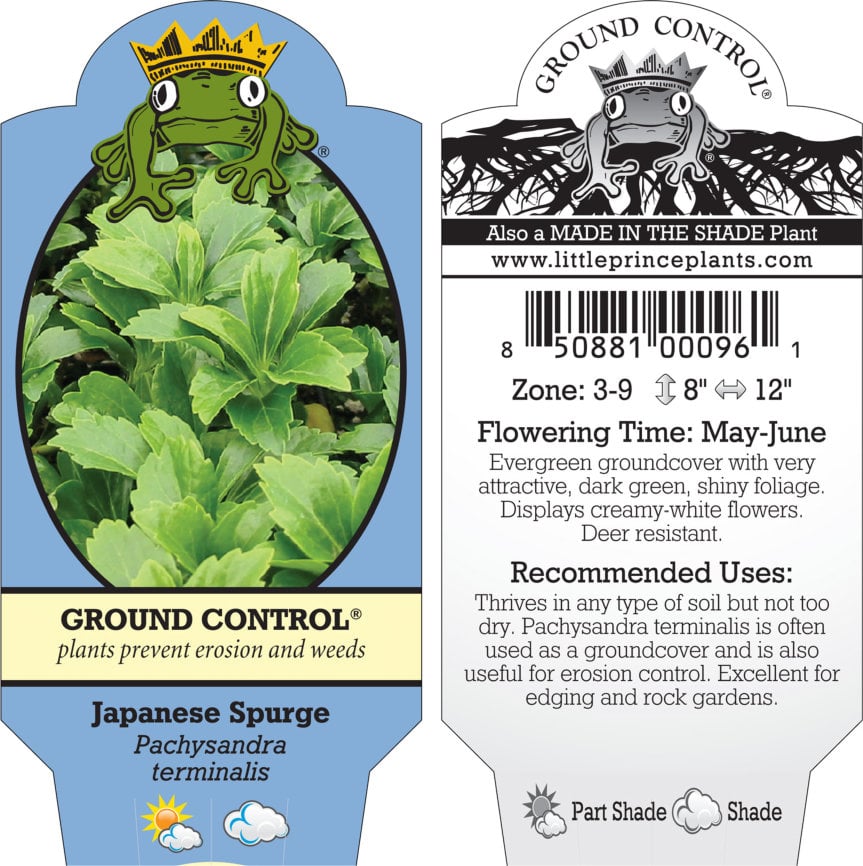 Pachysandra terminalis - Japanese Spurge (3.5" Pot) - Image 10