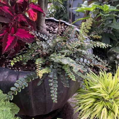 Pellaea rotundifolia - Button Fern (4.5" Pot)