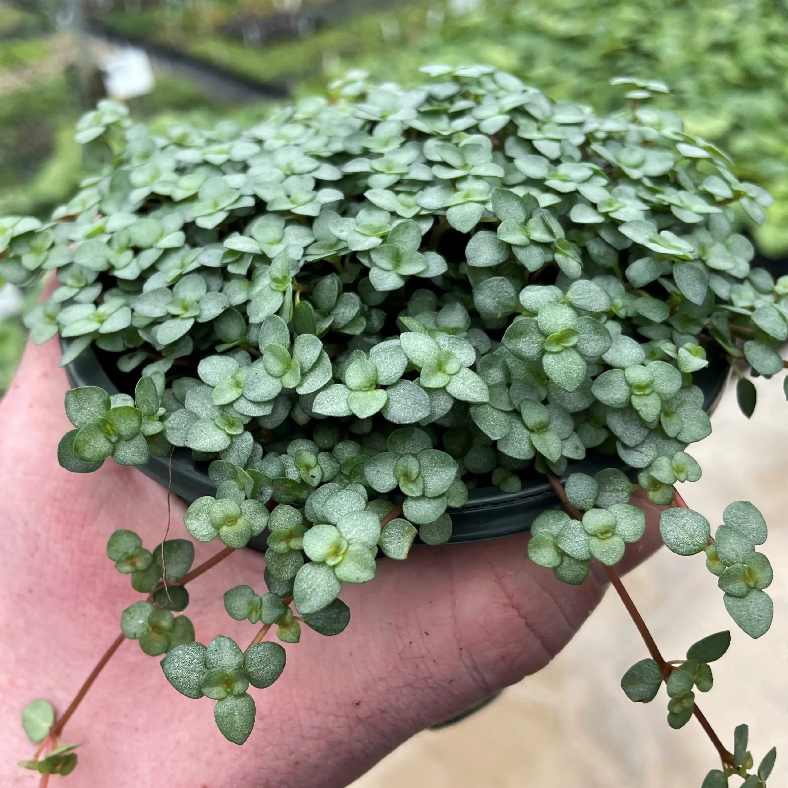 Pilea glauca - Silver Sparkles Plant (4.5" Pot) | Little Prince of Oregon  Nursery