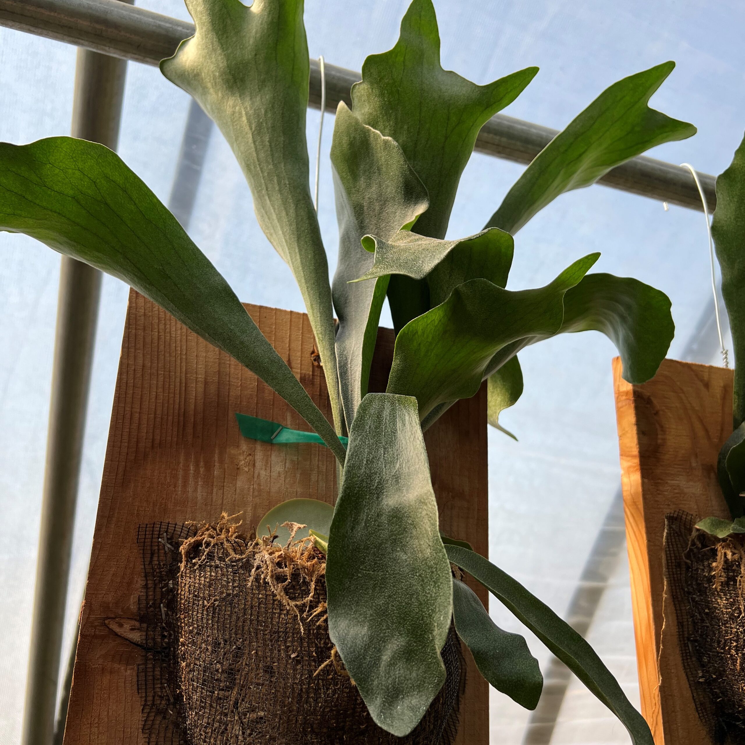Platycerium bifurcatum 'Netherlands' mounted Bruce Fothergill