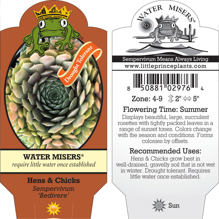 Sempervivum 'Bedivere' - Hens & Chicks (3.5