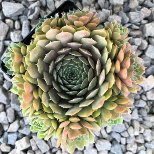Sempervivum 'Bedivere' - Hens & Chicks (3.5