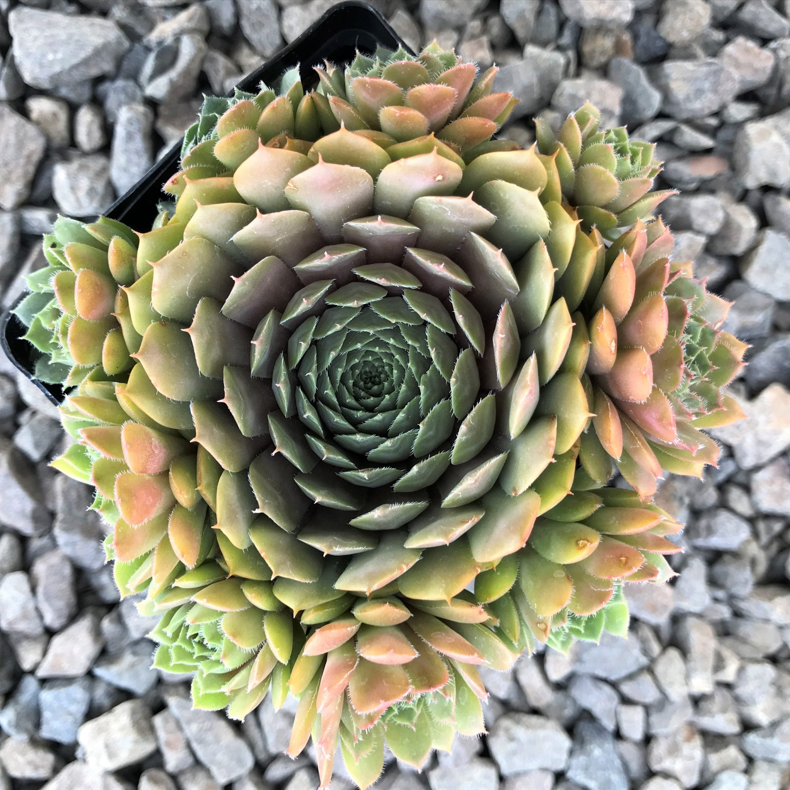 Sempervivum 'Bedivere' - Hens & Chicks (3.5