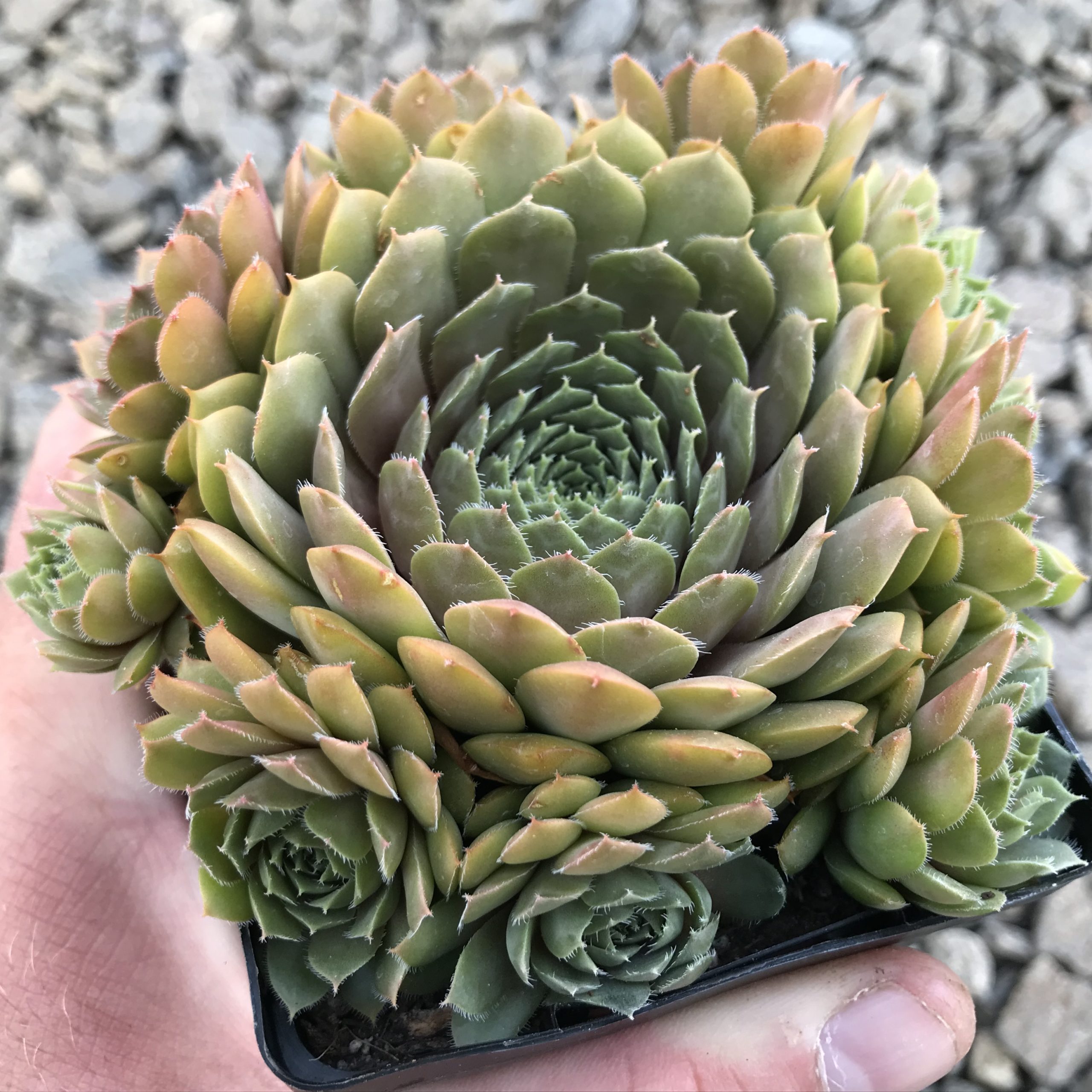 Sempervivum 'Bedivere' - Hens & Chicks (3.5
