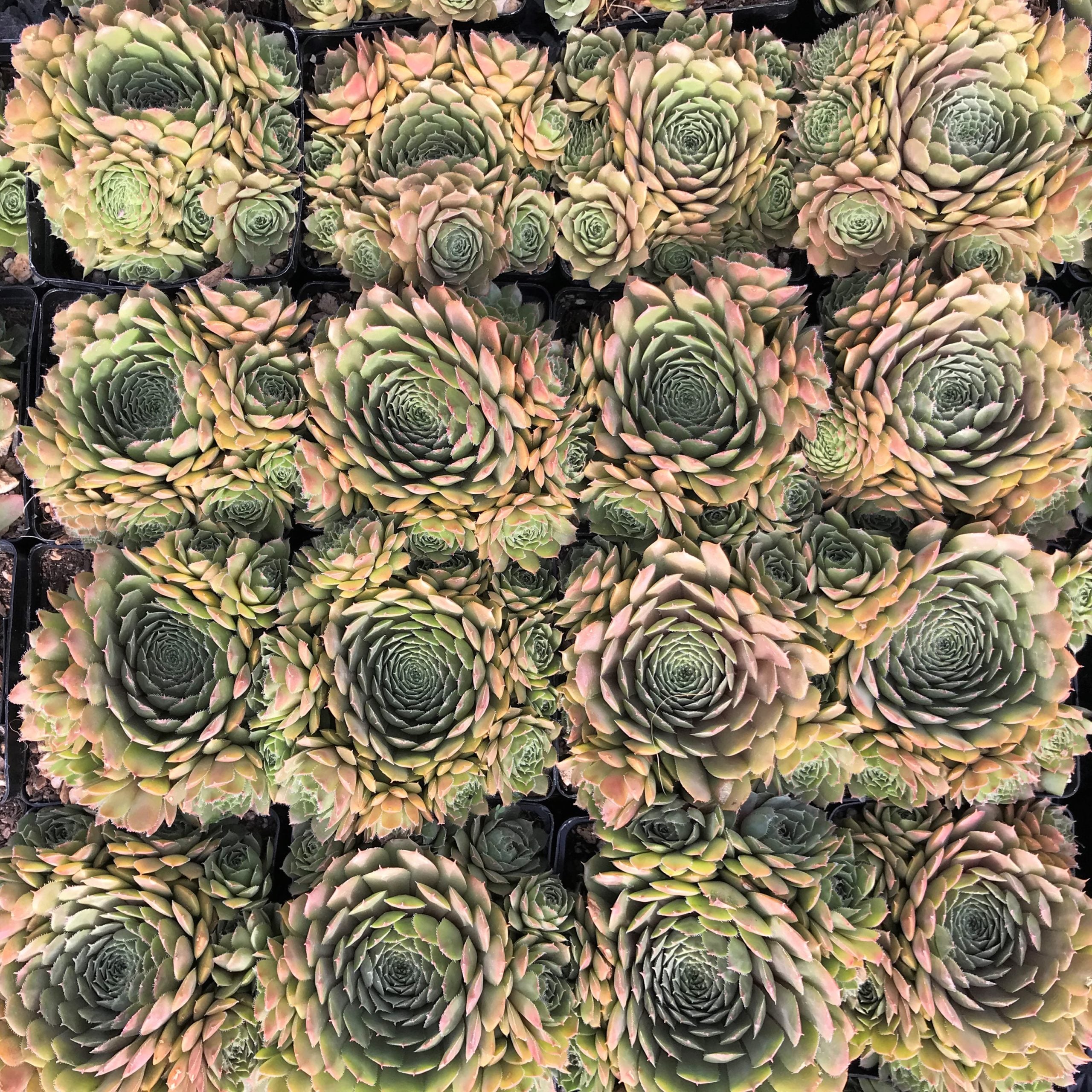 Sempervivum 'Bedivere' - Hens & Chicks (3.5