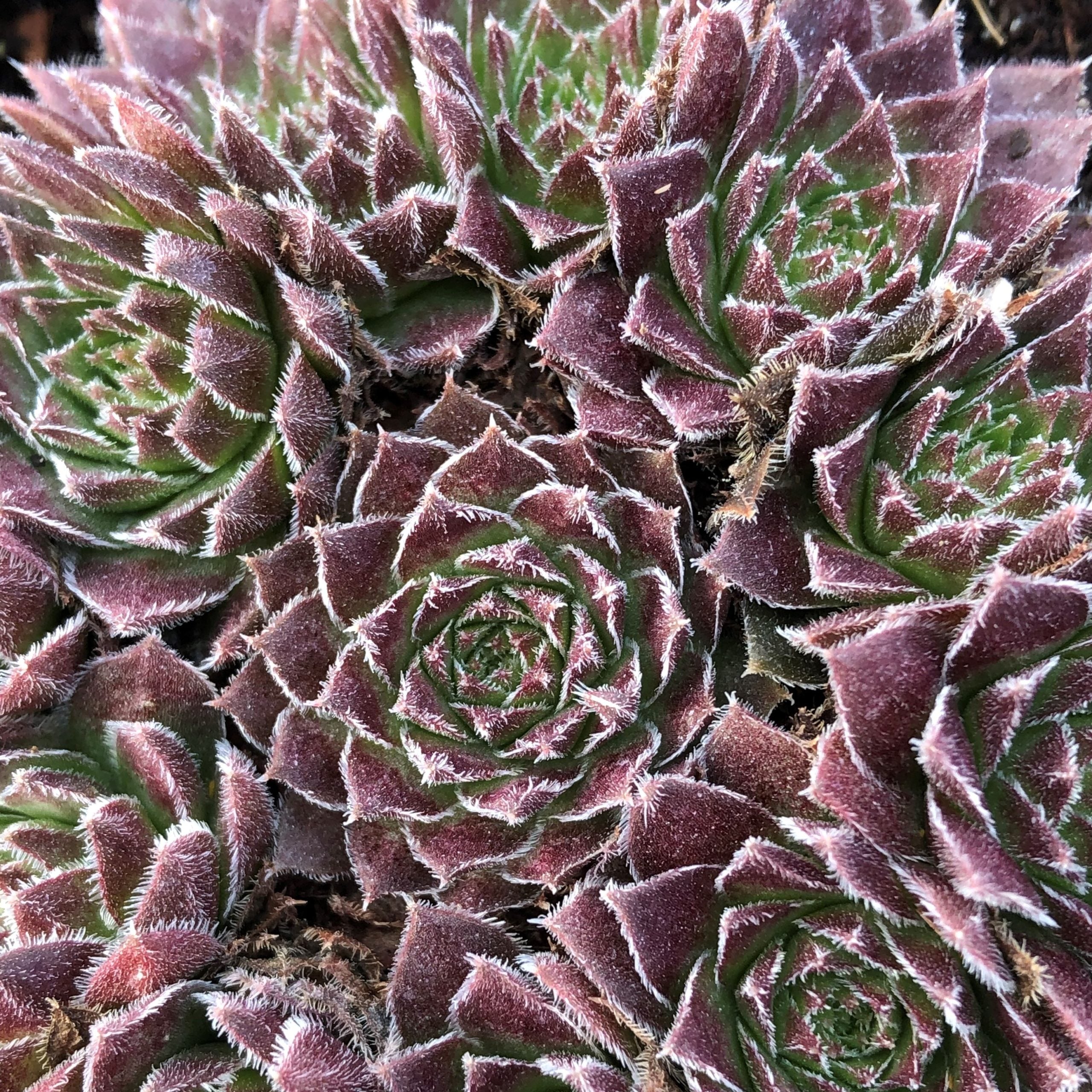 Sempervivum 'Bronze Pastel' - Hens & Chicks (3.5" Pot) - Image 4